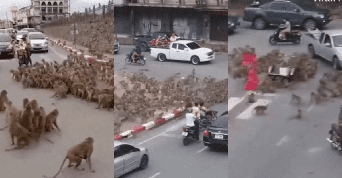 Video viral: Impactante batalla entre bandas de monos sacude a Lopburi, Tailandia, la Policía tailandesa lucha por restaurar el orden